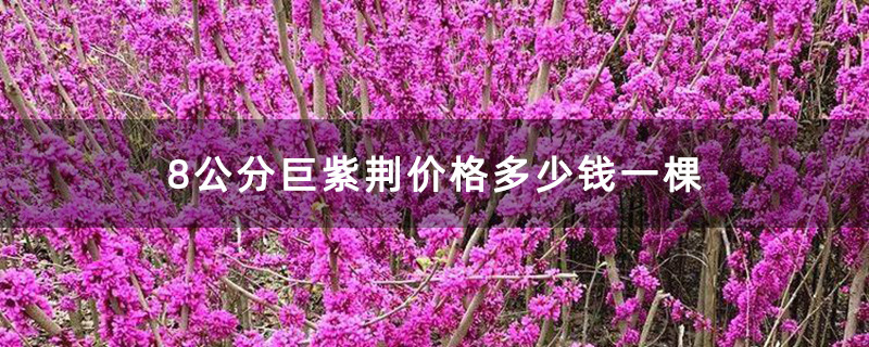 8公分巨紫荊