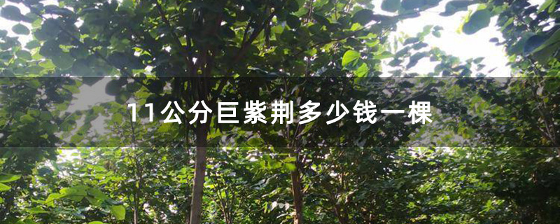 11公分巨紫荊 11公分巨紫荊