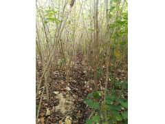 巨紫荊多少錢？巨紫荊價格最新市場預測