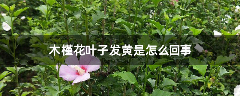 木槿花葉子發黃是怎么回事 木槿花葉子發黃是怎么回事