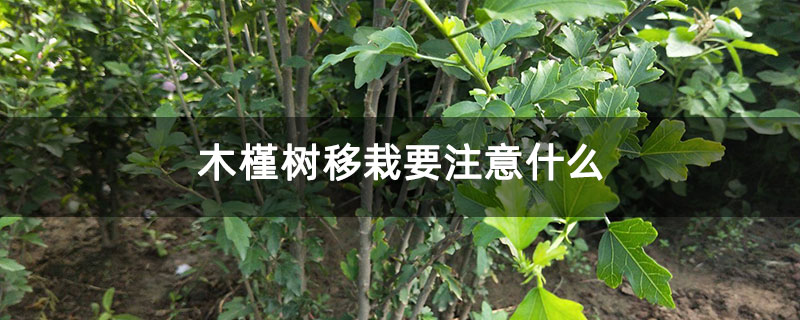 木槿樹移栽要注意什么 木槿樹移栽要注意什么