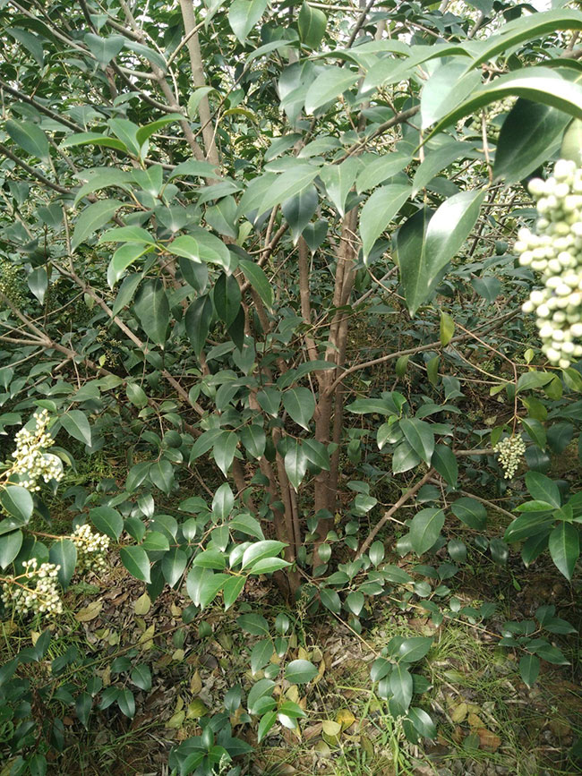 叢生大葉女貞