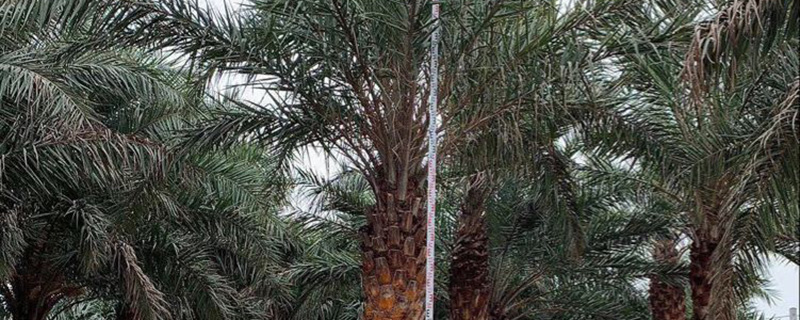 4米高中東海棗