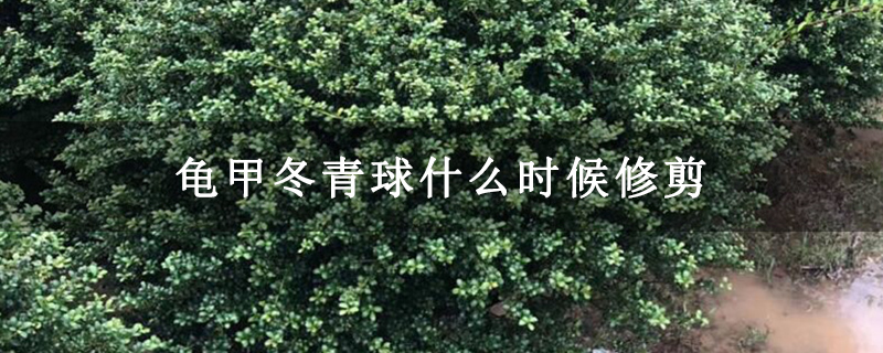 龜甲冬青球什么時候修剪 龜甲冬青球什么時候修剪