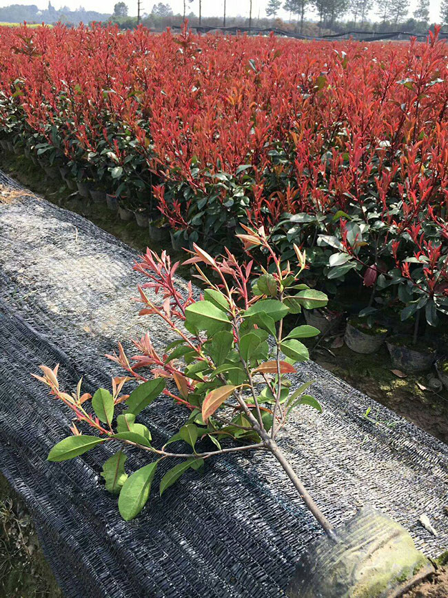 紅葉石楠球冬季如何防護(hù)?紅葉石楠冬季養(yǎng)護(hù)方法