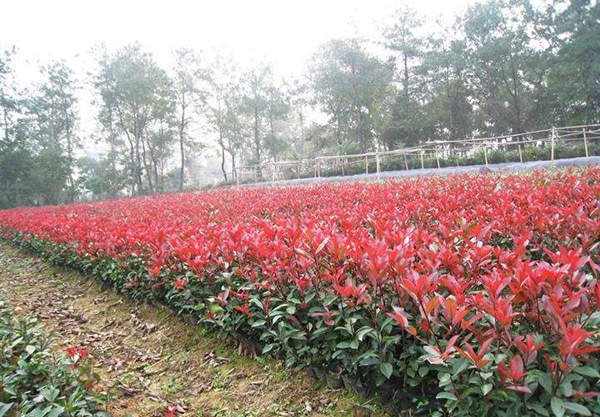 紅葉石楠 紅葉石楠