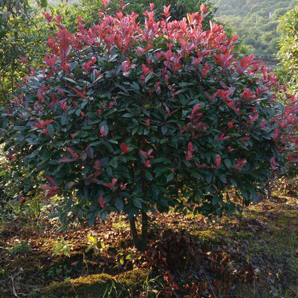 紅葉石楠 紅葉石楠