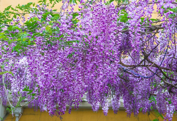 紫藤開花