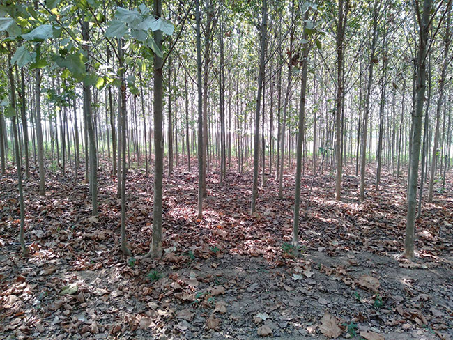 造型法桐小苗多少錢一棵?造型法桐小苗批發價格 造型法桐小苗多少錢一棵?造型法桐小苗批發價格