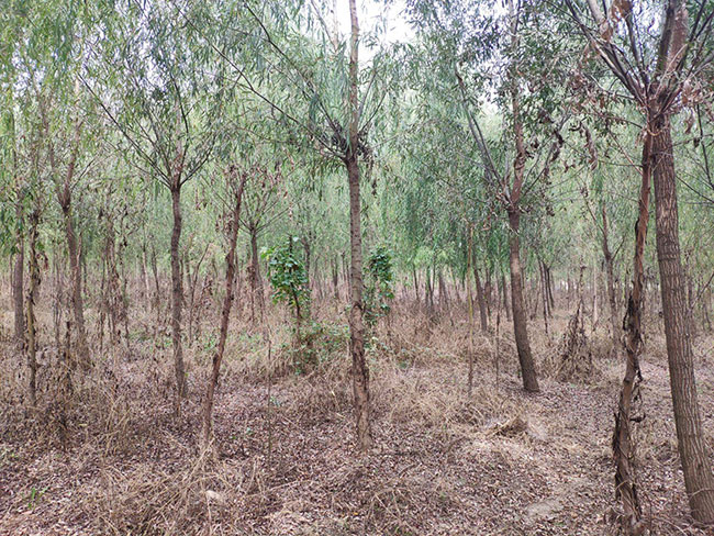 垂柳有種植價值嗎?垂柳種植前景怎么樣?