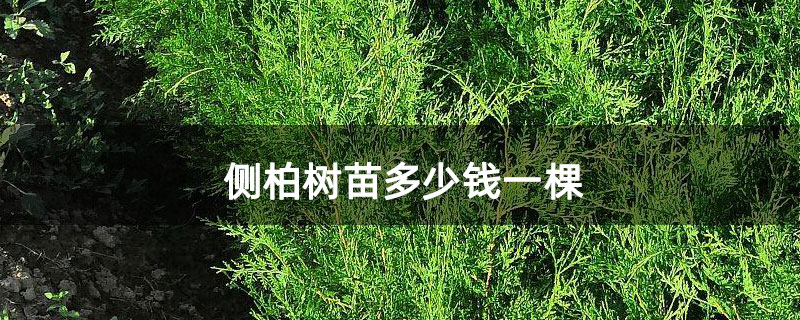 側(cè)柏樹(shù)苗多少錢(qián)一棵