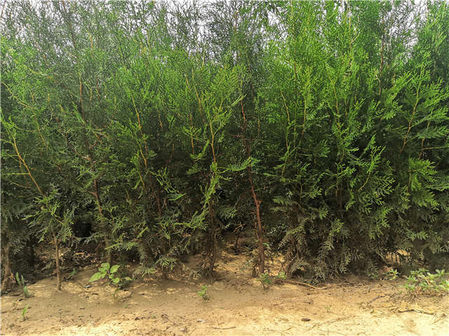 沭陽(yáng)長(zhǎng)景園林側(cè)柏種植基地實(shí)拍圖片