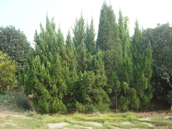 柏樹(shù)