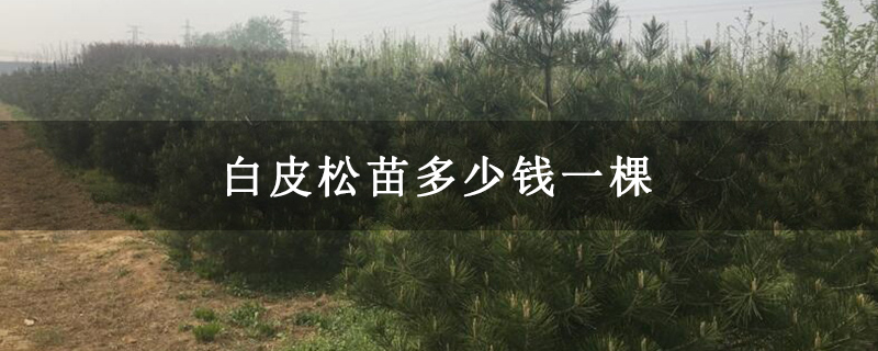 白皮松苗多少錢(qián)一棵 白皮松苗多少錢(qián)一棵
