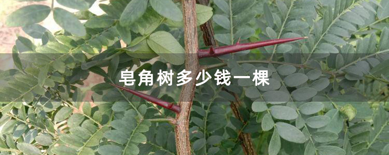 皂角樹