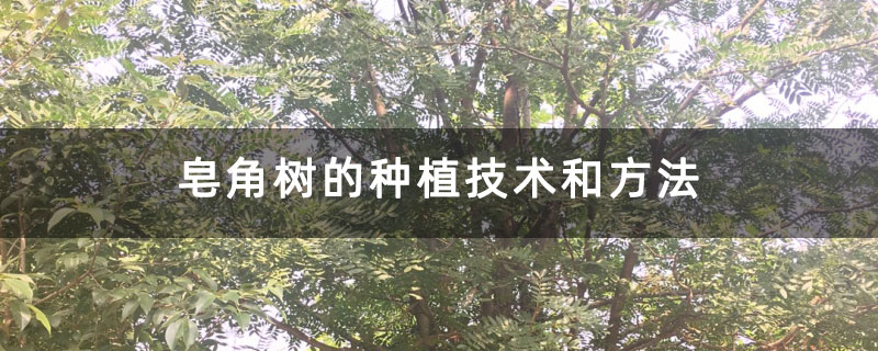 皂角樹的種植技術和方法