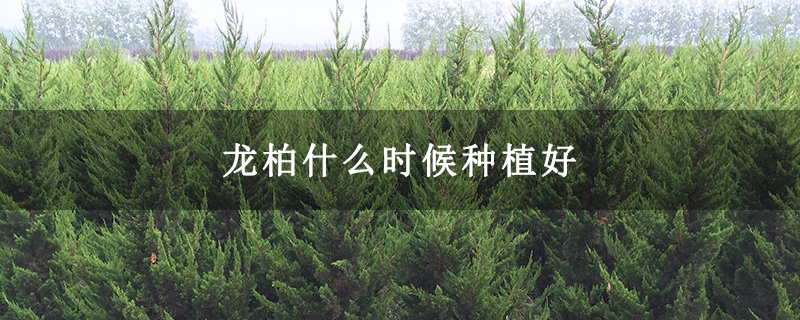 龍柏什么時(shí)候種植好