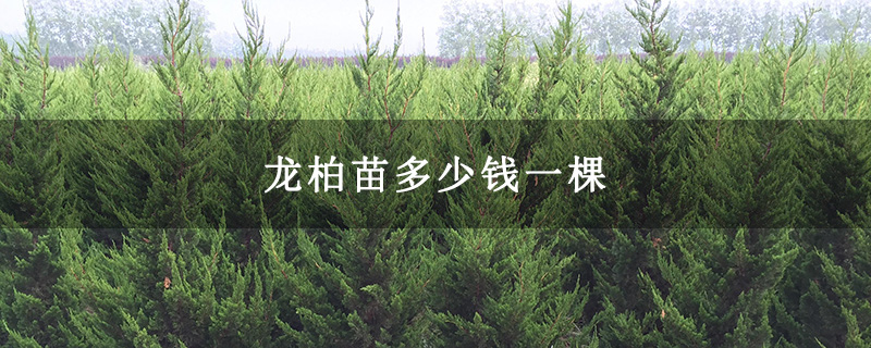 龍柏苗多少錢(qián)一棵