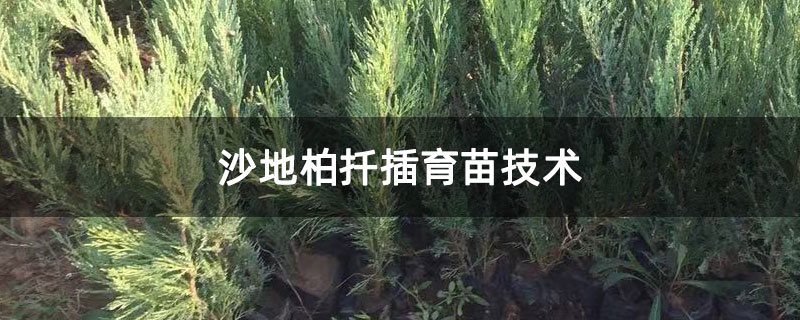 沙地柏扦插育苗技術(shù) 沙地柏扦插育苗技術(shù)
