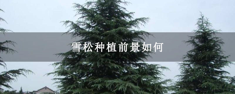 雪松樹