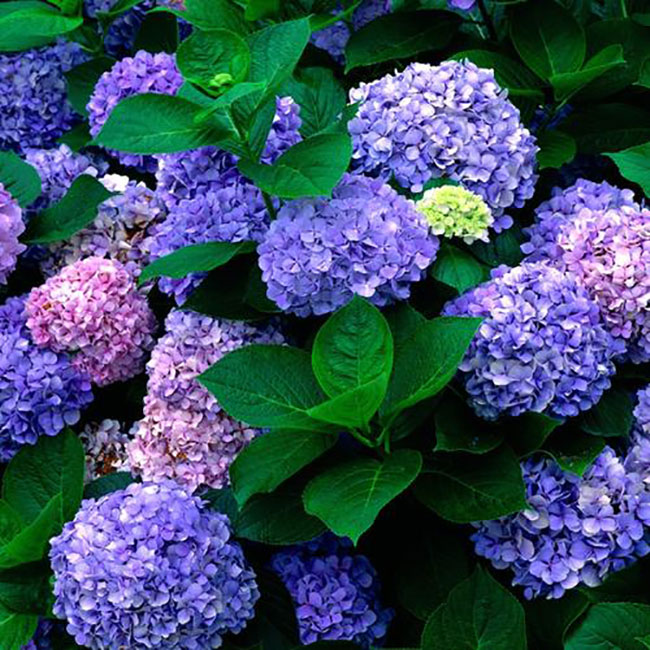 繡球花