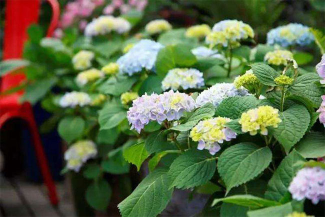 繡球花
