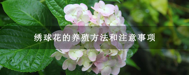繡球花的養(yǎng)殖方法和注意事項(xiàng)