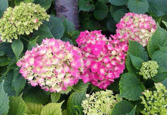 繡球花 繡球花