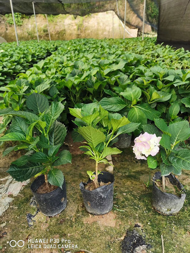 繡球花 繡球花