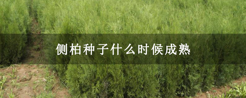 側(cè)柏種子什么時(shí)候成熟