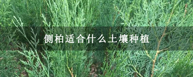 側(cè)柏適合什么土壤種植