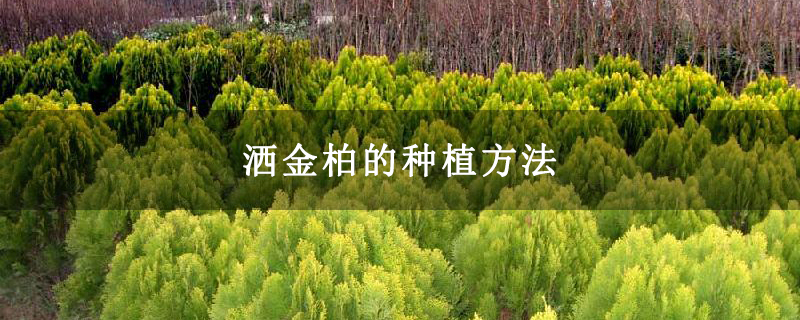 灑金柏的種植方法 灑金柏的種植方法