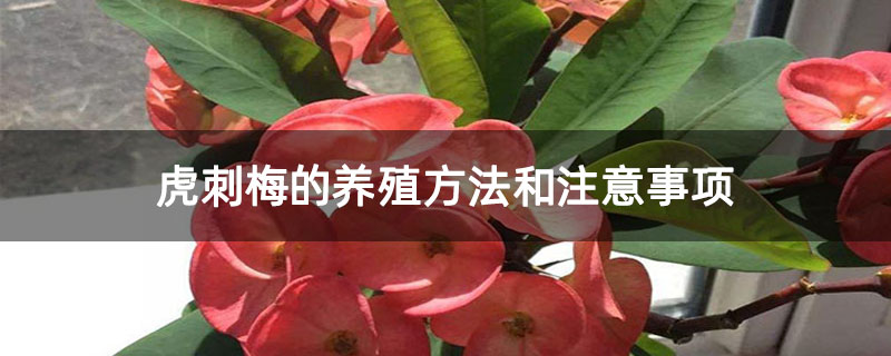 虎刺梅的養殖方法和注意事項