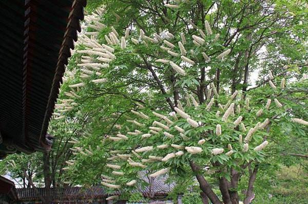七葉樹