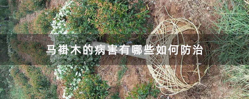 馬褂木樹苗