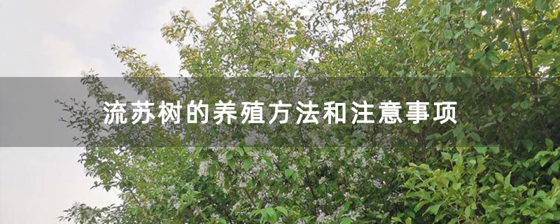流蘇樹(shù)苗圃