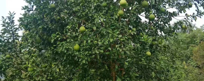 8公分香泡樹