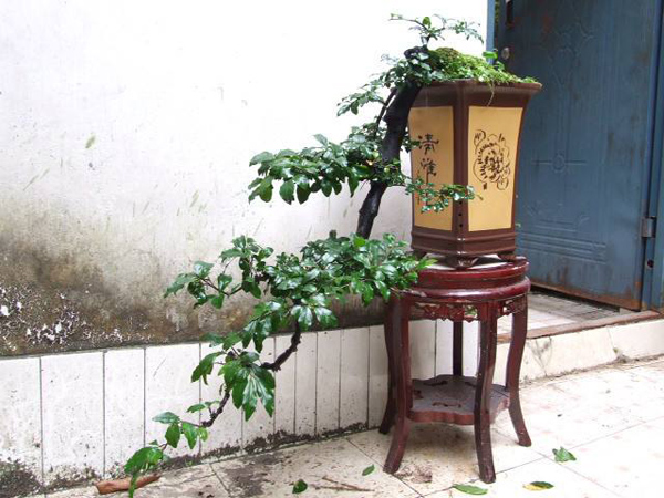 金彈子 金彈子