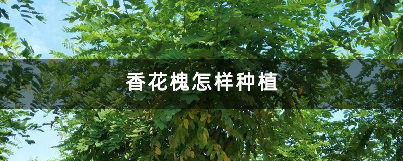 香花槐怎樣種植 香花槐怎樣種植