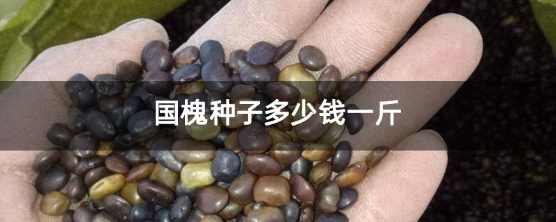 國槐種子多少錢一斤 國槐種子多少錢一斤