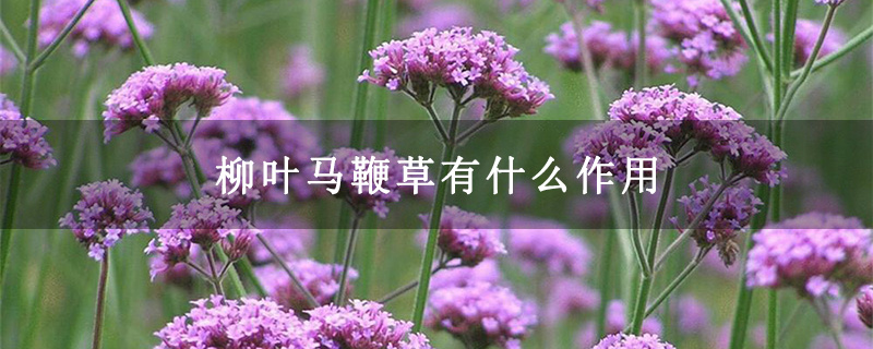 柳葉馬鞭草有什么作用