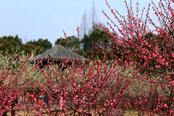 紅梅