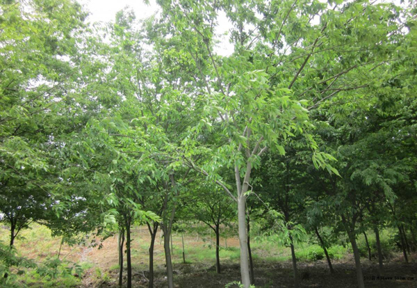 櫸樹(shù)