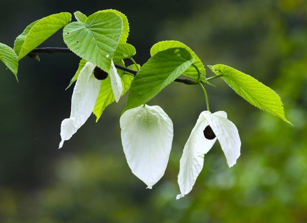 珙桐樹開花