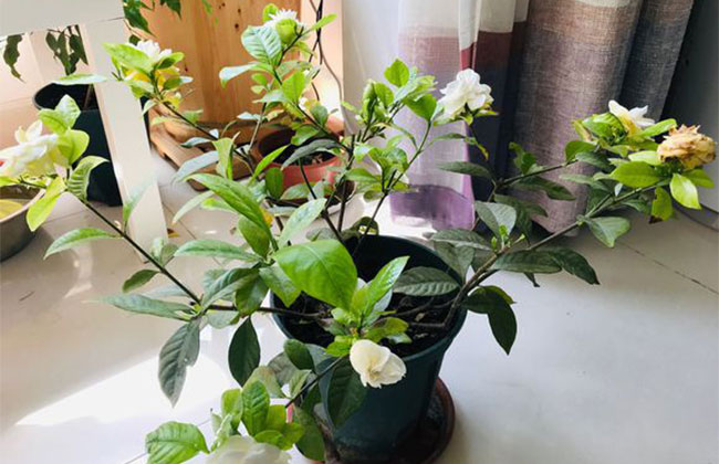 梔子花