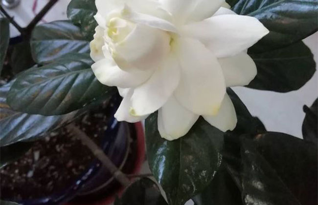 梔子花