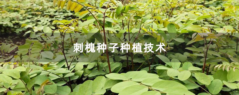 刺槐種植基地