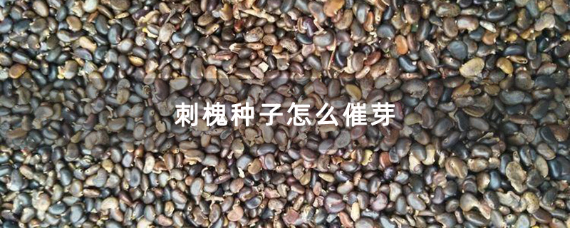 刺槐種子