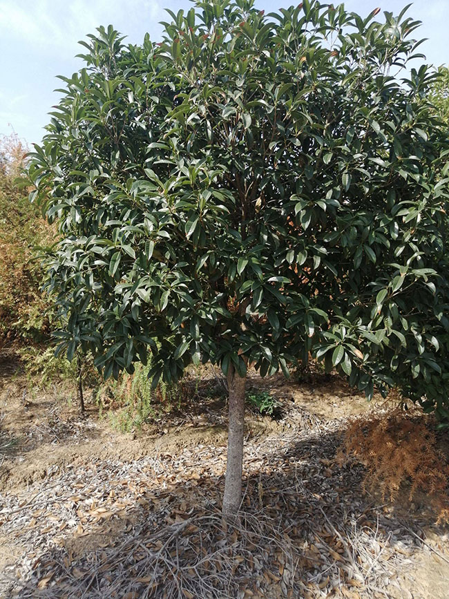 金桂價(jià)格多少錢一棵?金桂的種植方法