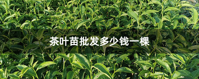 茶葉苗批發(fā)多少錢(qián)一棵